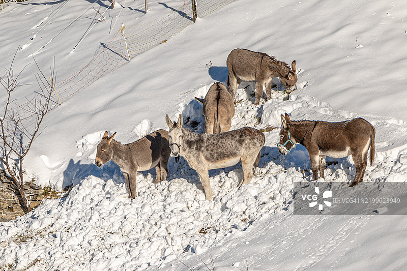 雪地驴图片素材