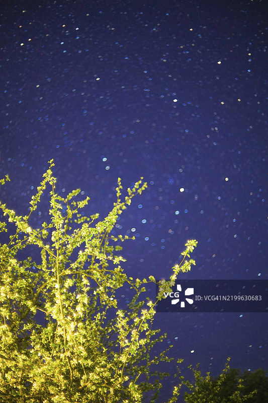 树枝伸向星空的夜晚图片素材