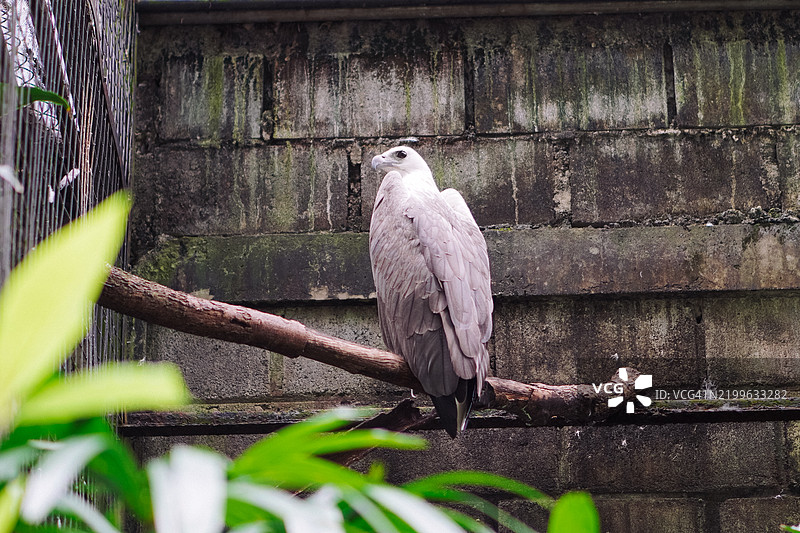 灰头鱼鹰栖息在动物园的一根树枝上图片素材