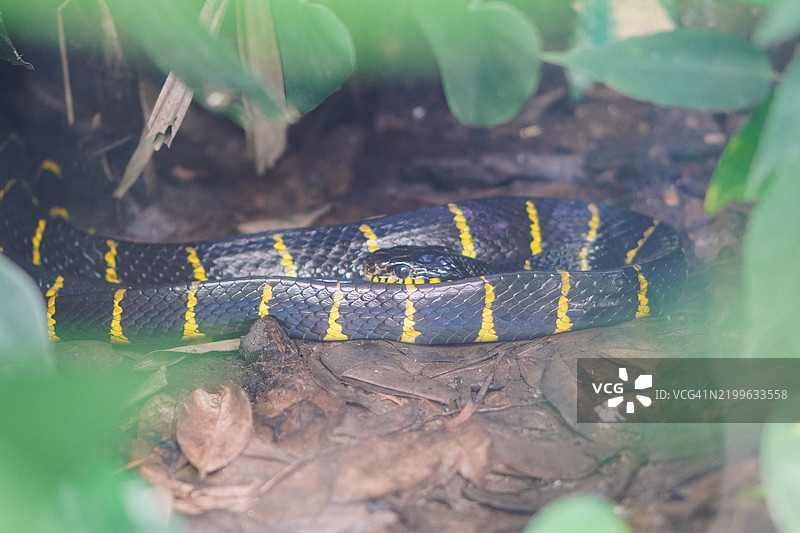 蛇在宁静的森林中放松图片素材