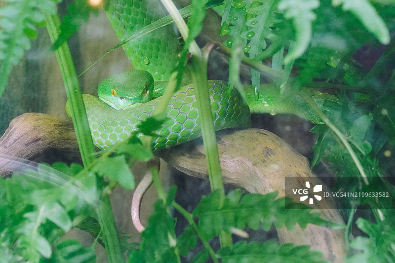 绿色蛇在其自然栖息地放松图片素材