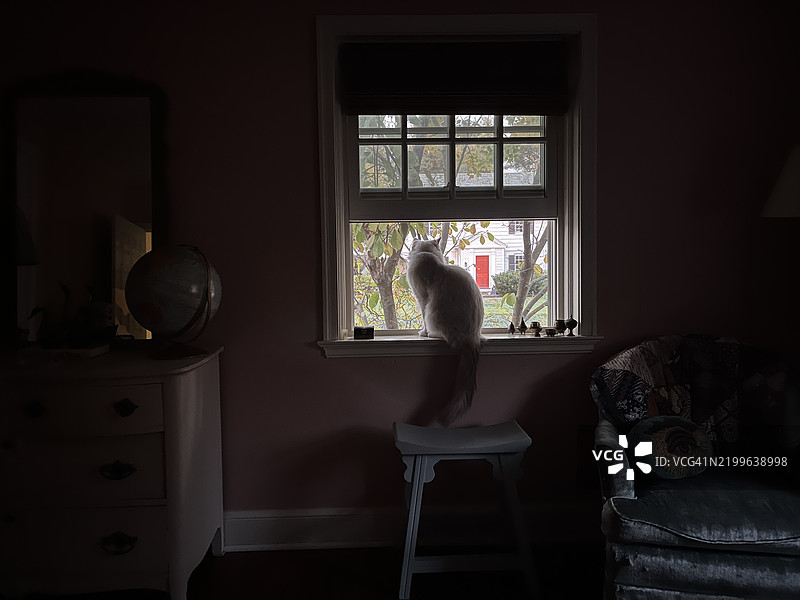 白色的布偶猫坐在窗边，望着外面的世界。昏暗的房间里，猫的轮廓在窗外的光线中显得格外明显。图片素材