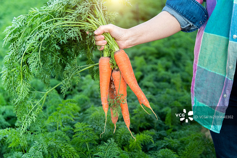 女性农民在田野里采摘新鲜胡萝卜图片素材