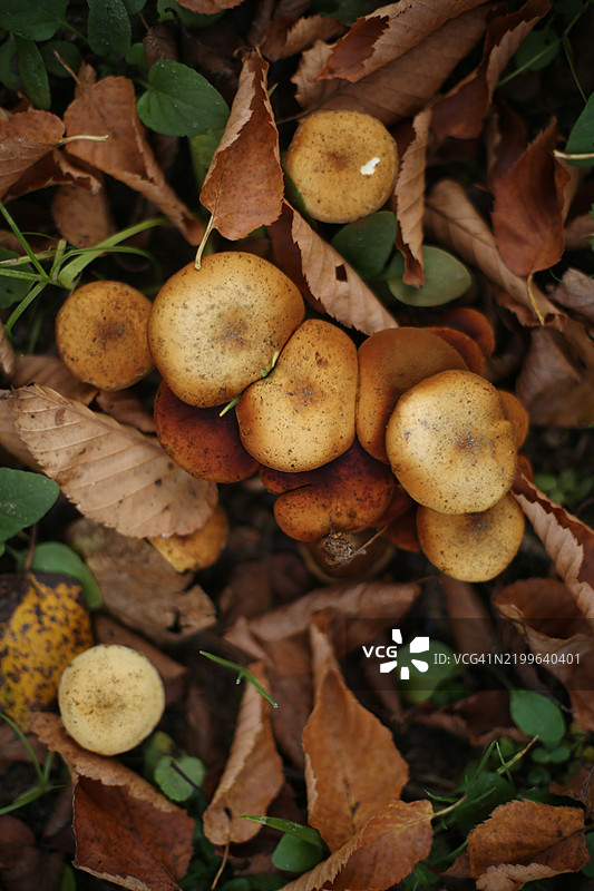 加拿大森林中长满叶子和泥土的蘑菇特写图片素材