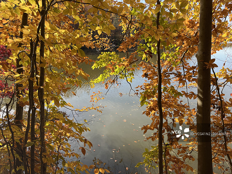 五彩斑斓的秋叶映衬着马里兰州罗兰湖的美景的山毛榉树。图片素材
