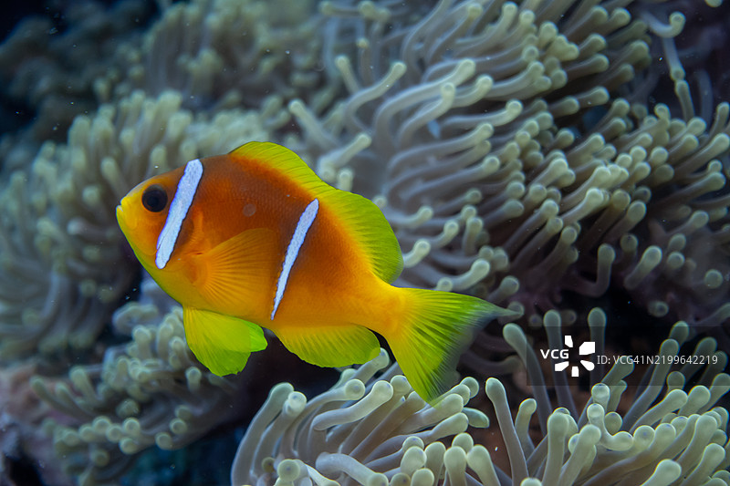 小丑鱼 - 红海的尼莫图片素材