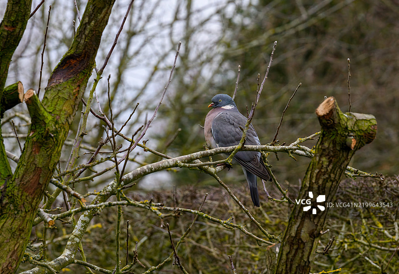 树上的斑鸠（Columba palumbus）栖息。图片素材