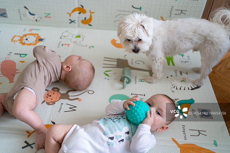 在家中，两个一模一样的双胞胎和一只马尔济斯犬在玩垫上玩耍。图片素材