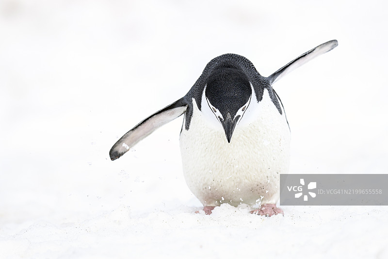 可爱的高调图像，展示了在南极巴连托斯岛上快乐的带颏企鹅图片素材