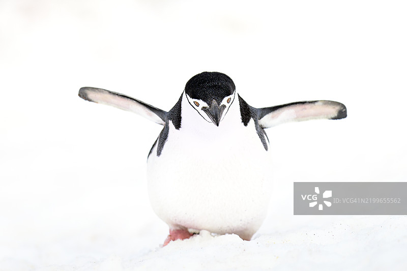 可爱的高调图像，展示了在南极巴连托斯岛上快乐的带子企鹅图片素材