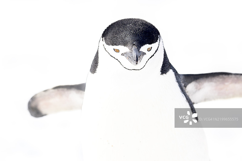 美丽的高调艺术作品，展示了在南极巴连托斯岛的带子企鹅图片素材