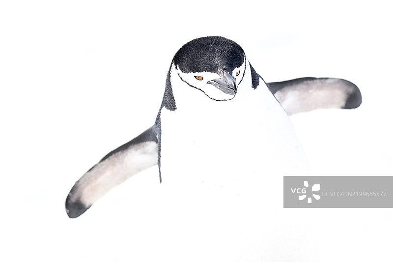 美丽的高调艺术作品，描绘了在南极巴连托斯岛上的带子企鹅图片素材