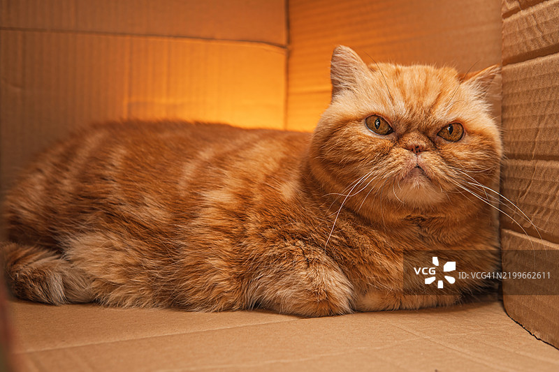 可爱的毛茸茸的异国红猫在室内纸箱里，特写。宠物图片素材