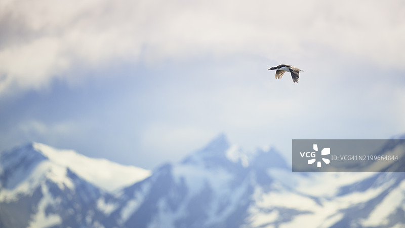 美丽的火地岛山脉背景下的鸬鹚风景。图片素材