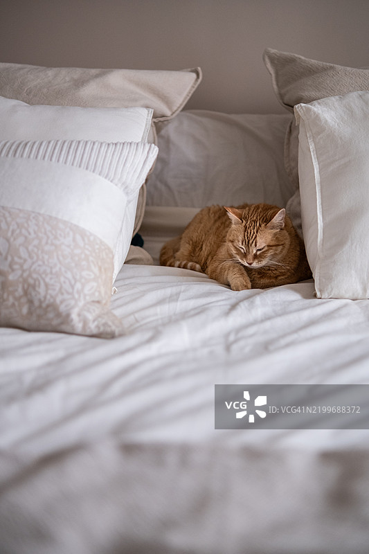 姜黄色的猫咪安静地睡在没有整理的床上，床单是白色的。图片素材