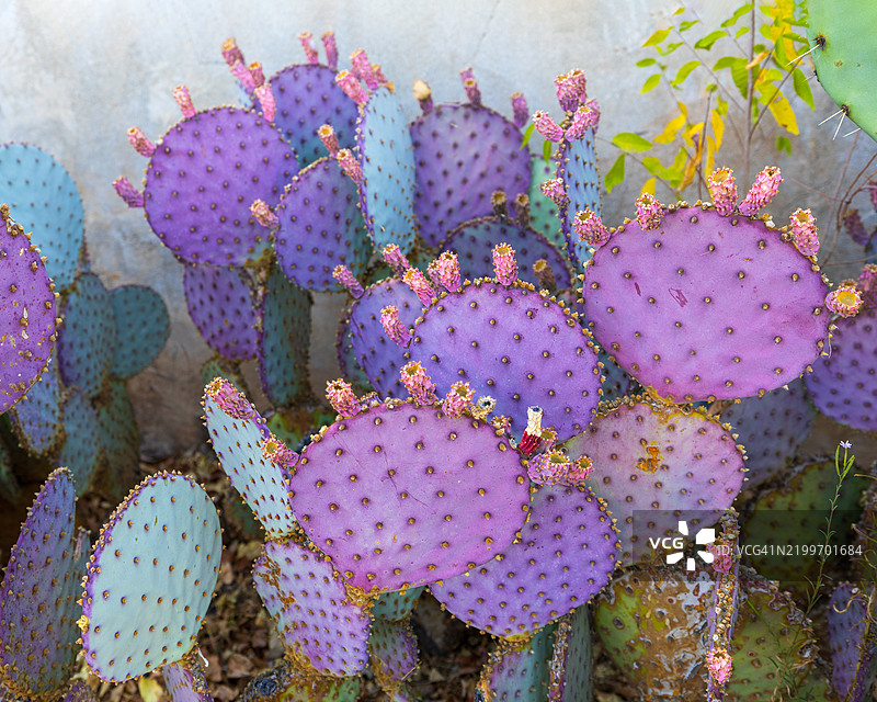 刺梨仙人掌图片素材