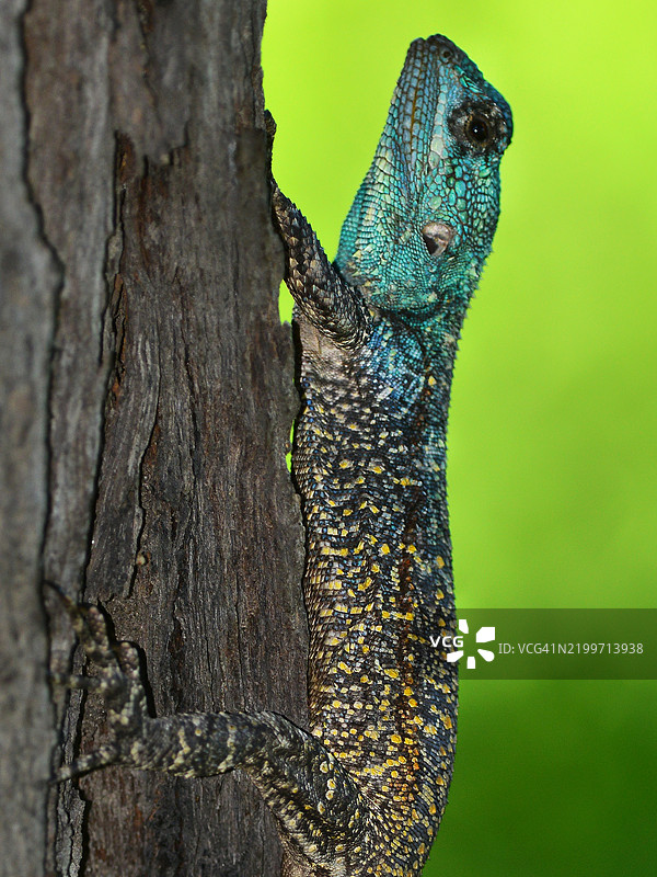 在Hwange国家公园的一棵树上的南方树蜥蜴特写镜头图片素材