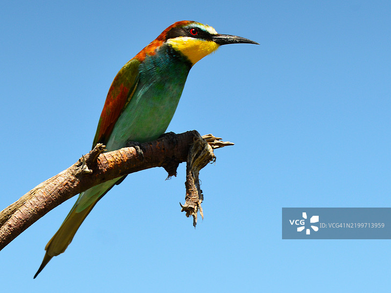 在Hwange国家公园栖息的欧洲蜜蜂吃鸟图片素材