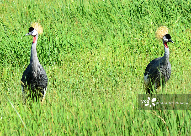 在华恩格国家公园的灰冠鹤图片素材