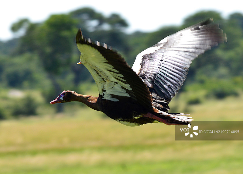 在华恩格国家公园飞翔的尖翅鹅图片素材