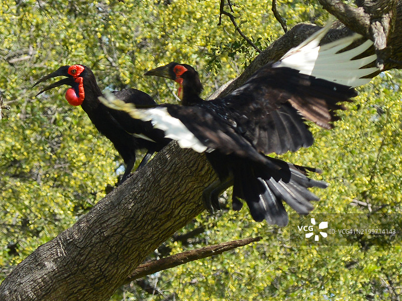 南方地鸮在万盖国家公园图片素材
