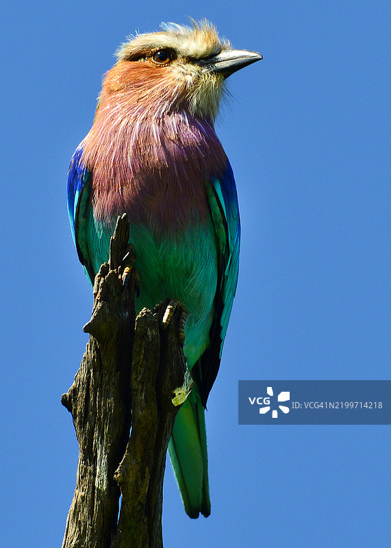 紫胸滚地龙在万盖国家公园图片素材