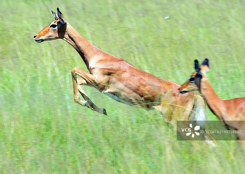 在华恩国家公园跳跃的黑斑羚图片素材
