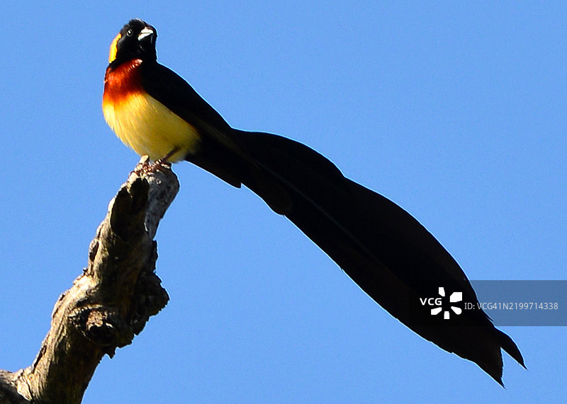 在华恩国家公园的长尾天堂雀图片素材