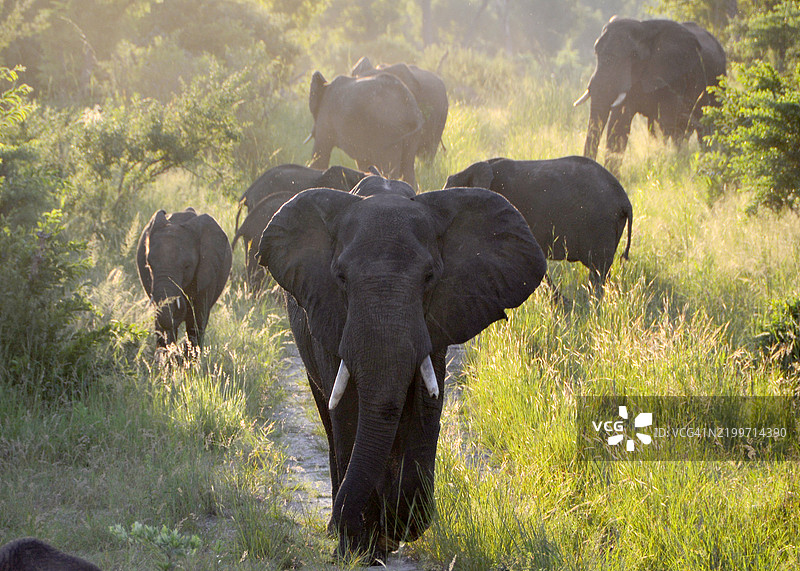 一群大象在傍晚时分行走图片素材