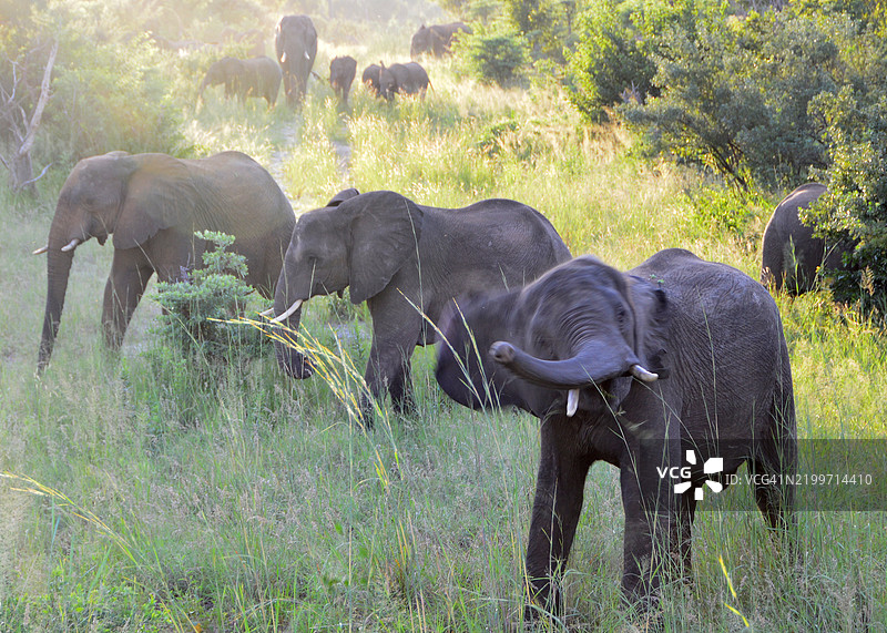一群大象在傍晚时分行走图片素材