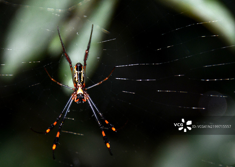 北方金蛛或巨型金蛛在网中图片素材