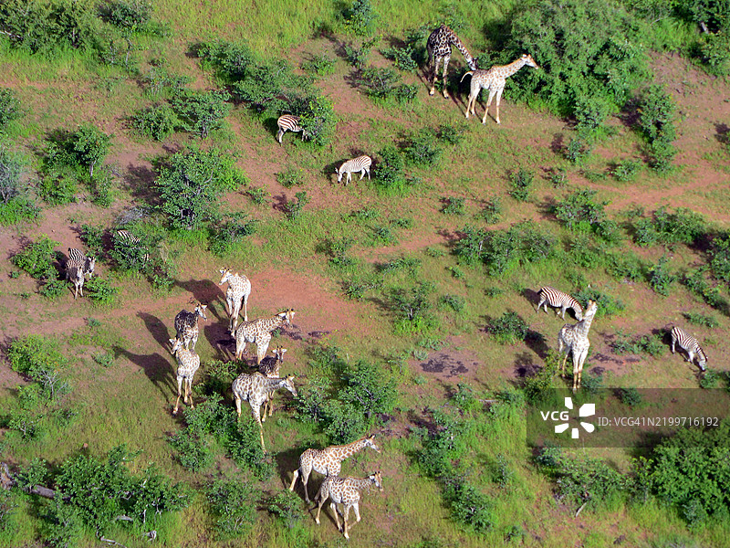 从空中俯瞰维多利亚瀑布公园的长颈鹿和斑马群图片素材