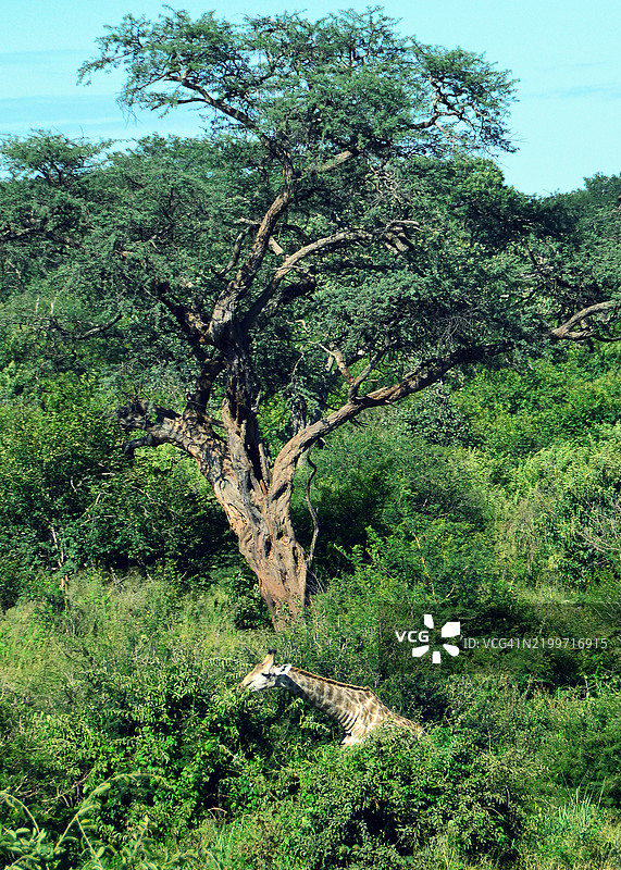 长颈鹿与一棵巨大的树图片素材