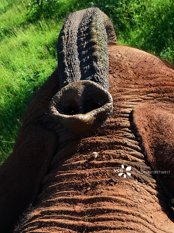 非洲象头部和象鼻的特写图片素材