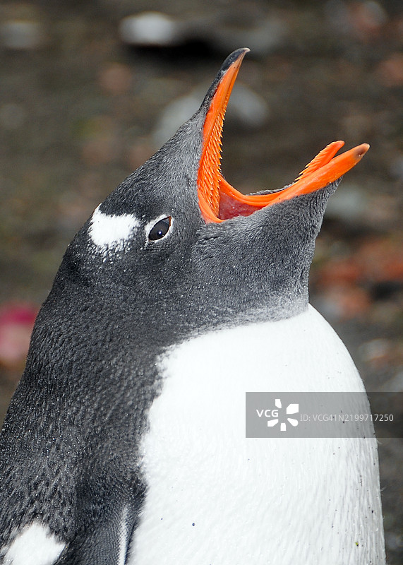 在南极巴连托斯岛上，一只金图企鹅正在鸣叫，展示出带刺的嘴巴和舌头。图片素材