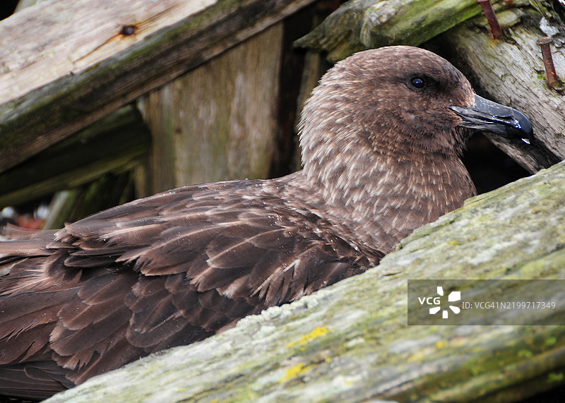 一只棕色海鸥在南极德塞普申岛一艘正在解体的捕鲸船上栖息的特写镜头图片素材