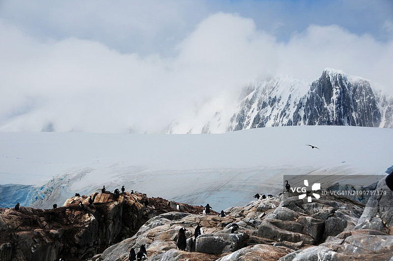 在南极安弗斯岛上，岩石岛屿上的温哥华企鹅与背景中的多云山脉。图片素材