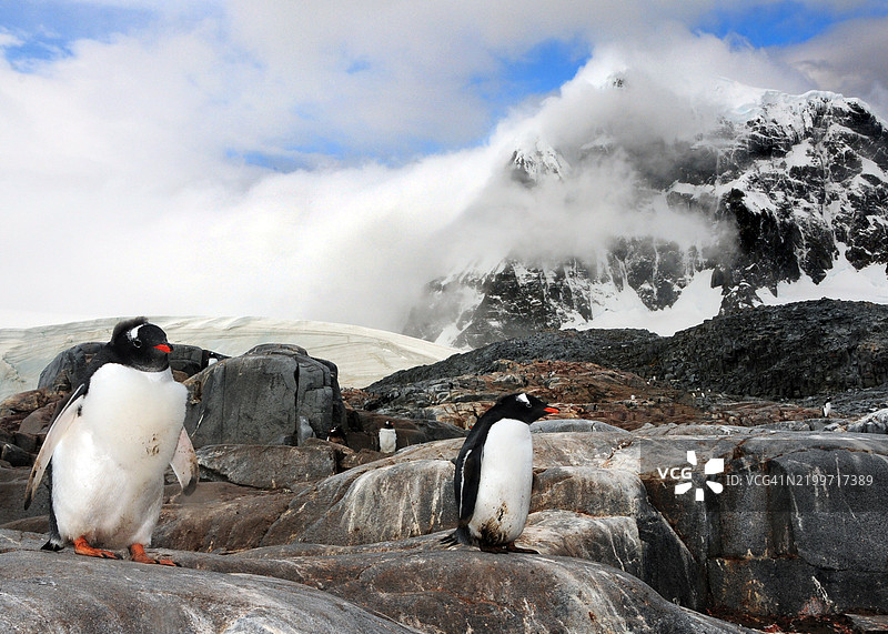在南极安弗斯岛上，岩石岛屿上的温哥华企鹅与背景中的多云山脉。图片素材