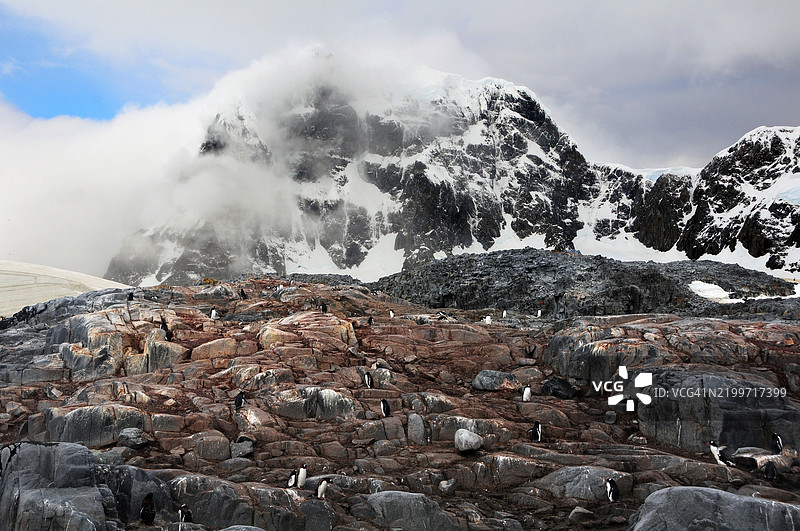 安弗斯岛，南极洲，岩石岛屿上的温带企鹅，背景是多云的山脉图片素材