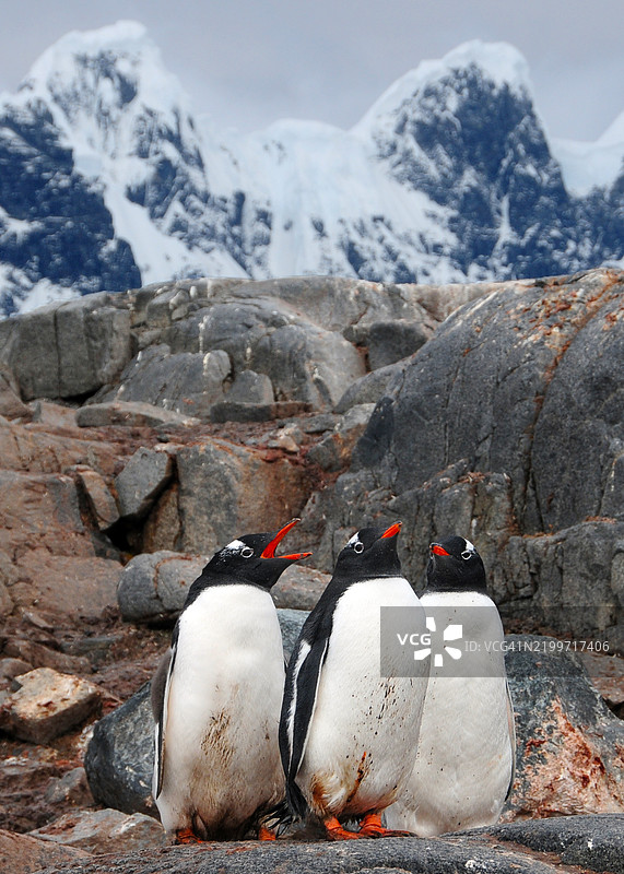 在南极洲安弗斯岛，云雾缭绕的山脉背景下，贾恩企鹅在岩石岛上鸣叫。图片素材