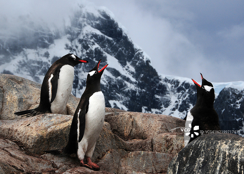 在南极洲安弗斯岛上，云雾缭绕的山脉背景下，刚果企鹅在岩石岛屿上鸣叫。图片素材