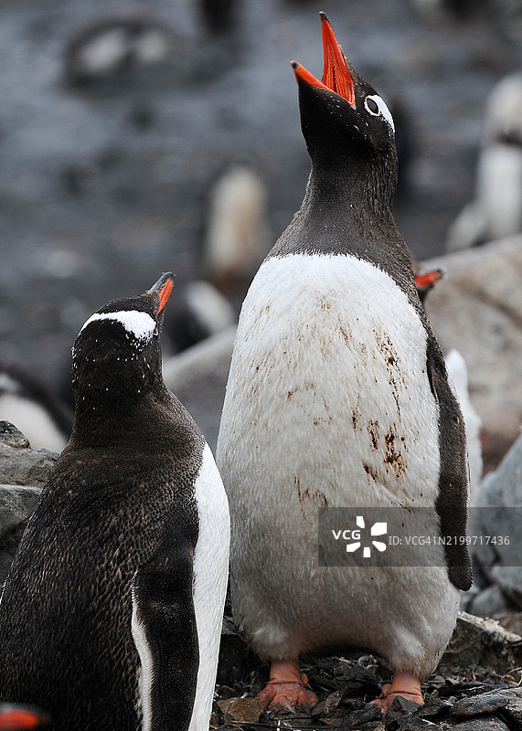 在南极天堂湾水船点呼叫的帝企鹅图片素材