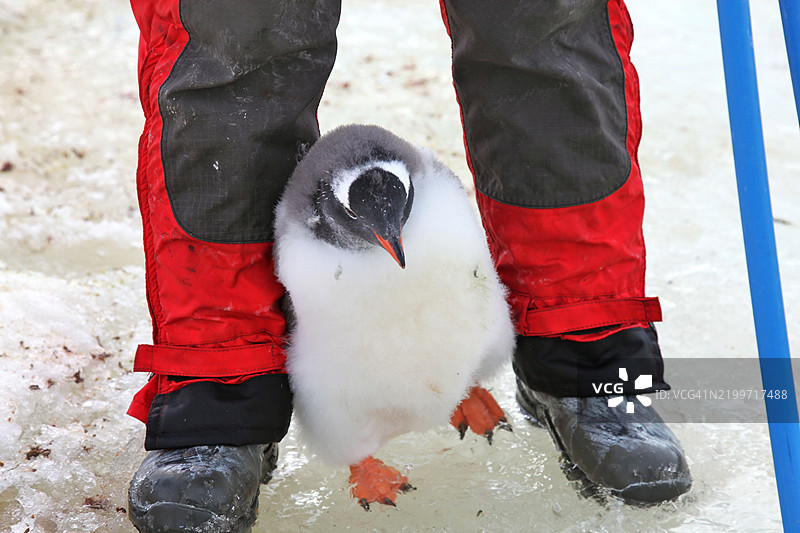一只杰氏企鹅在南极彼得曼岛的人腿之间挤过。图片素材
