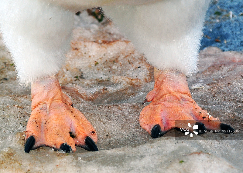 在南极彼得曼岛上，站在冰面上的一只帝企鹅的脚部特写图片素材
