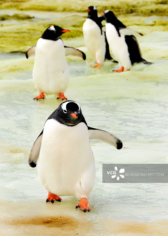 一群在南极彼得曼岛冰面上行走的帝企鹅图片素材