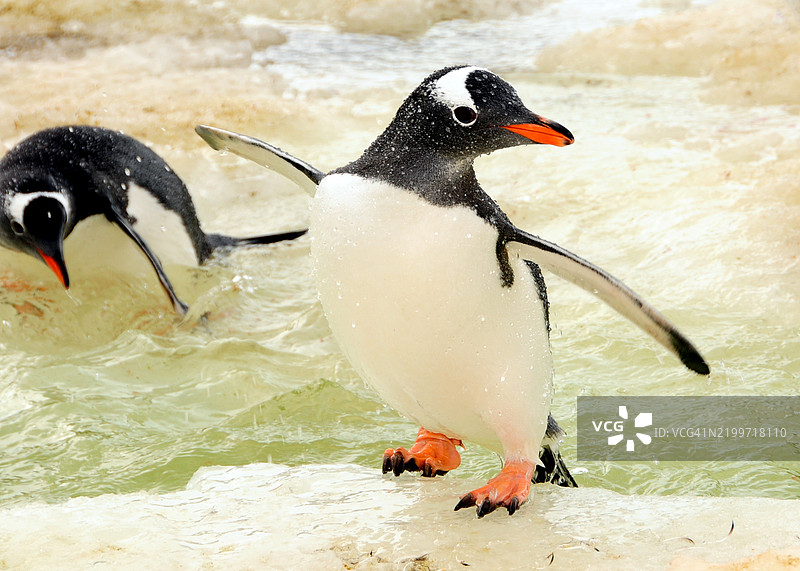 在南极彼得曼岛，几只帝企鹅站在冰面上，靠近水边。图片素材