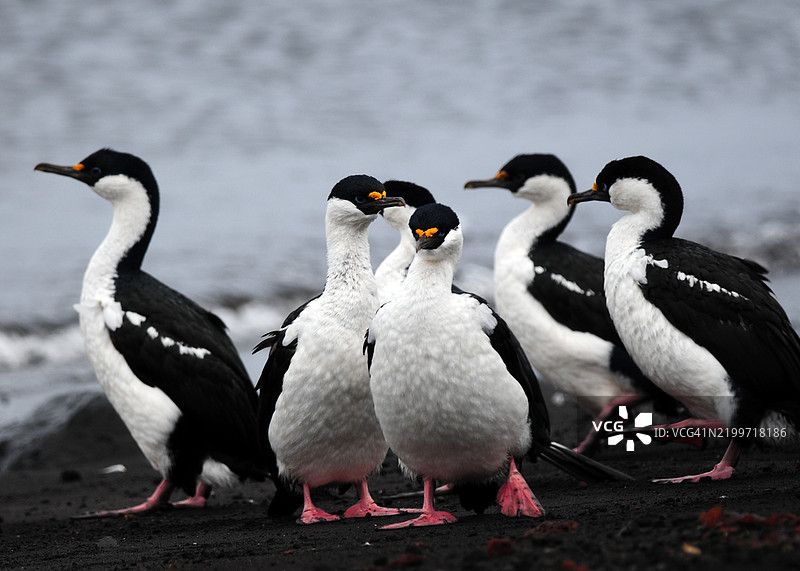 一群蓝眼鸬鹚在南极德塞普申岛黑沙滩的水边。图片素材