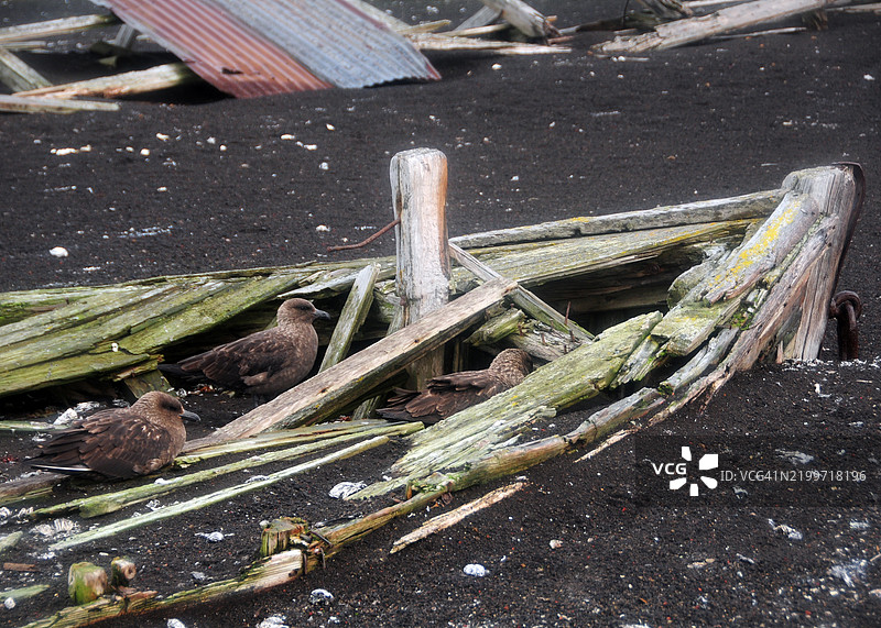 棕色海鸥在南极德塞普申岛一艘正在解体的捕鲸船上避难图片素材