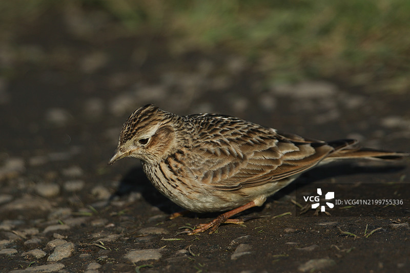 一只云雀（Alauda arvensis）在泥土小路上觅食。图片素材