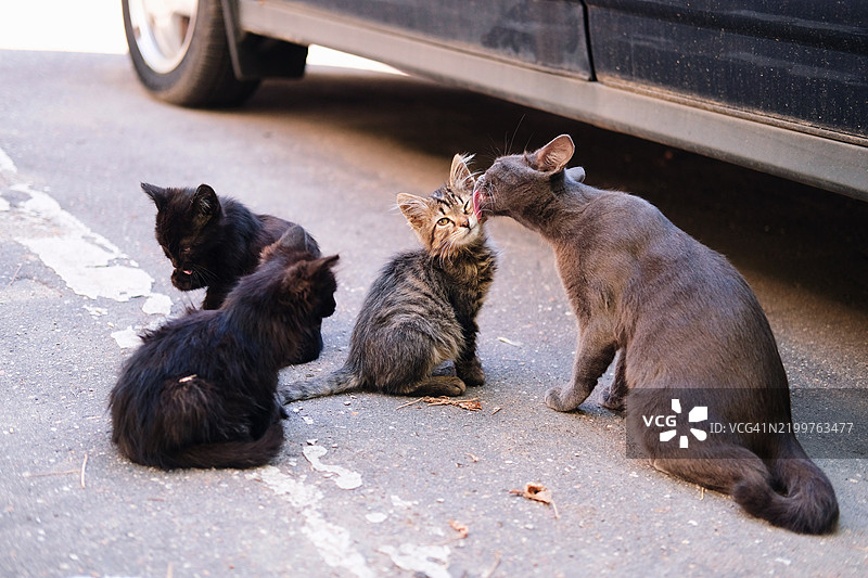 流浪母猫在汽车旁的停车场照顾她的三只小猫。图片素材